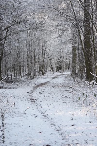 Obraz Verschneiter Waldweg
