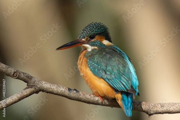 Fototapeta 羽根が照らされるカワセミ