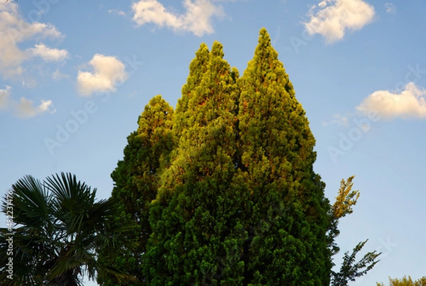 Obraz Beautiful trees during a summer sunset. 