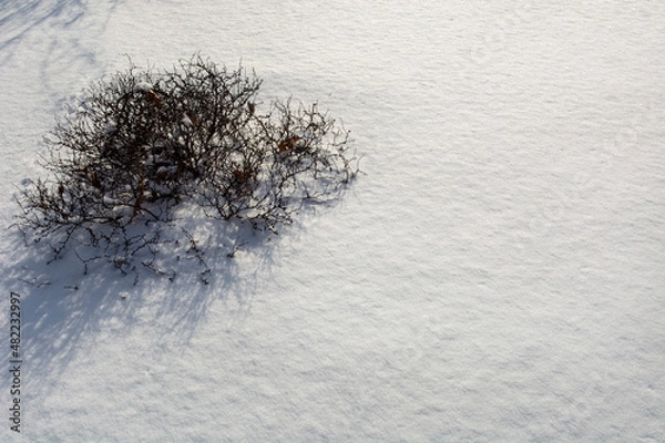 Fototapeta Snow covered branches. Winter background