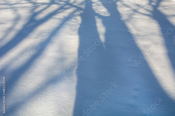 Fototapeta snow in forest