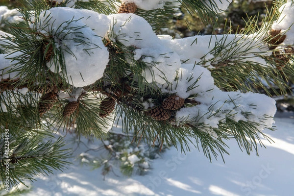 Fototapeta pine branch with snow