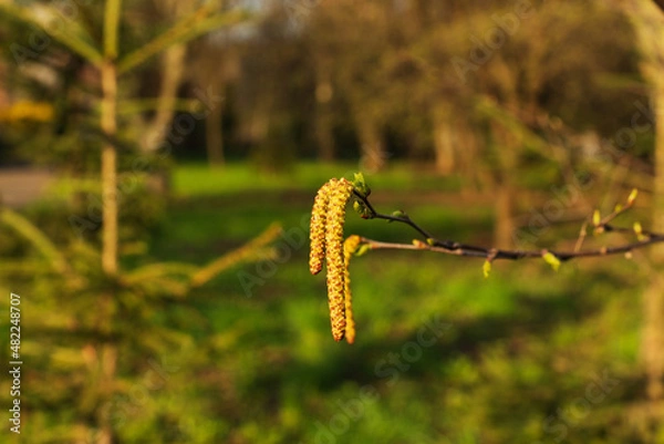 Fototapeta The first spring catkins on a young birch