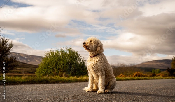 Fototapeta Golden Doodle sat in front of a scenic scottish highlands