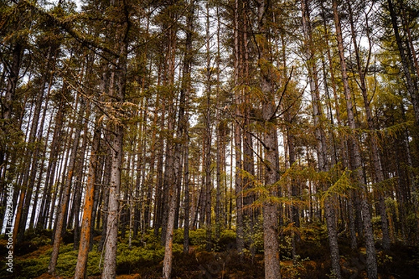 Obraz Scenic Autumnal Forest 
