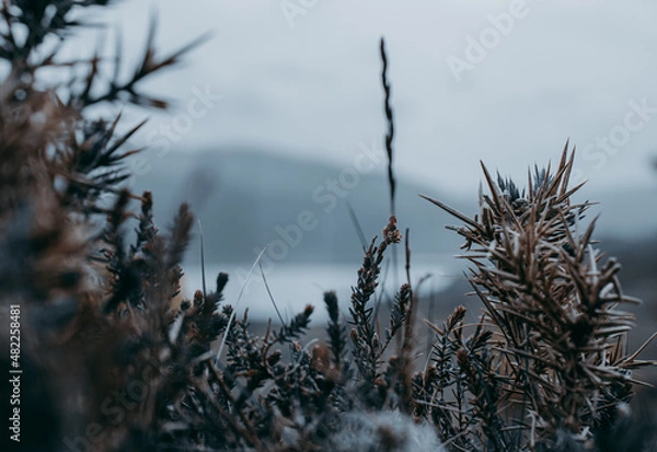 Fototapeta Wheat in a Scottish Landscape