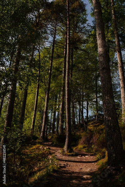 Obraz Scenic Autumnal Forest 