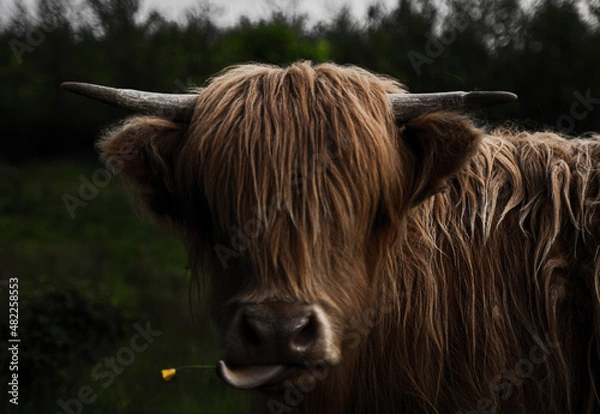 Fototapeta Close up portrait of furry Scottish Highland Cattle calf in cold weather - autumn time. Beautiful Highland Cattle standing on green pasture and looking to camera