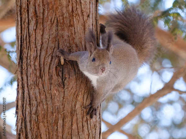 Fototapeta 木の上のリス