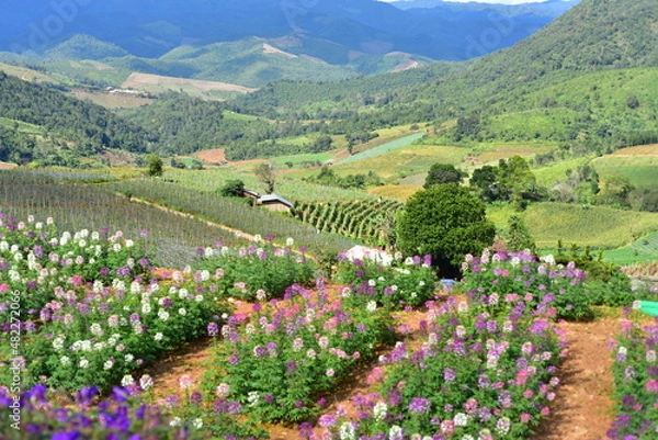 Fototapeta Colorful flowers and morning sunshine.	