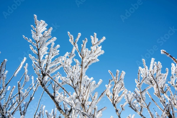 Obraz 仁田峠の霧氷