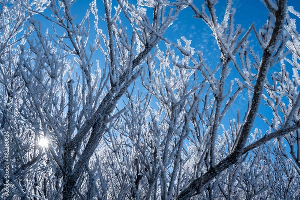 Obraz 仁田峠の霧氷