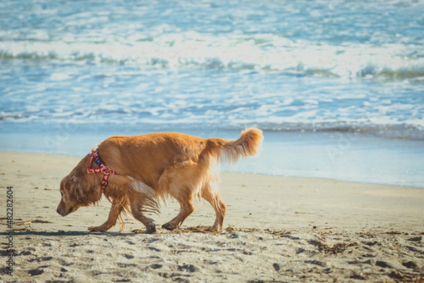 Fototapeta 海辺の犬