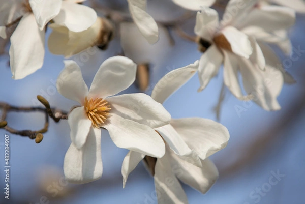 Obraz 日を浴びる辛夷の花々