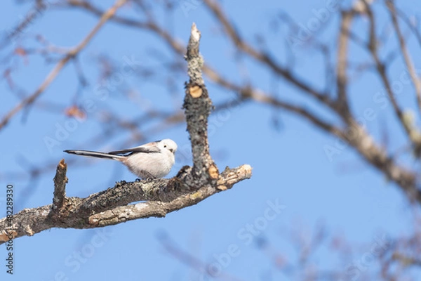 Obraz シマエナガ　long tailed tit
