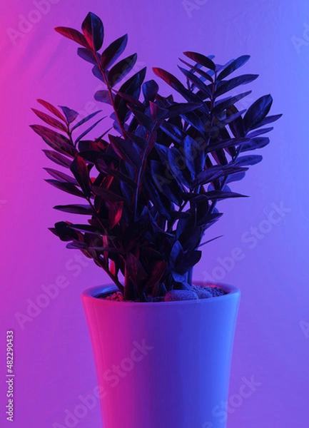 Obraz Large pots and colorful lights.