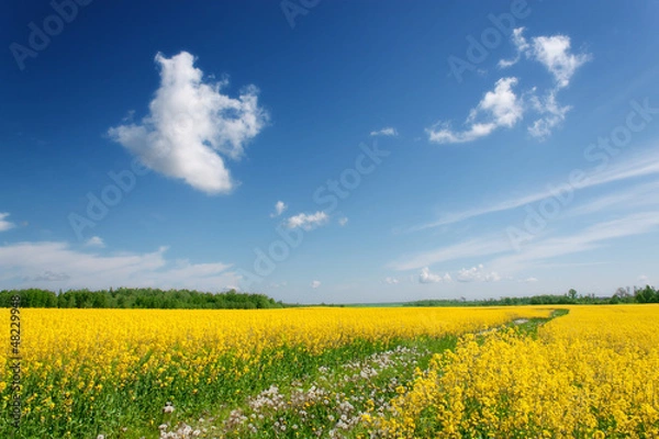 Obraz The road through the canola field.