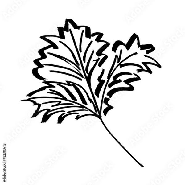 Obraz Lines marker grass hand drawing creeper leaves bright palm tree black white