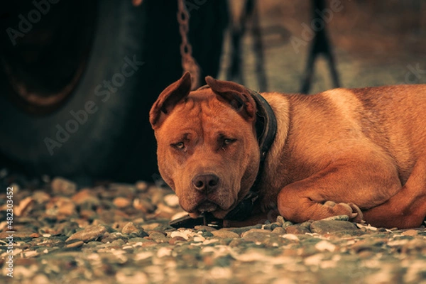 Obraz Perro encadenado 2