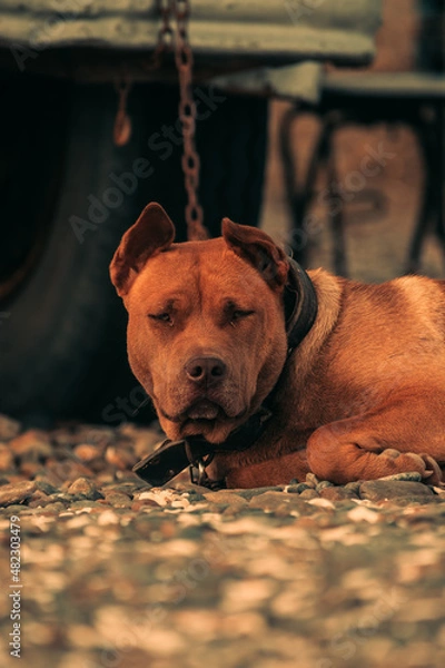 Obraz Perro encadenado 5