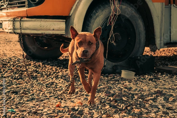 Obraz Perro encadenado 6