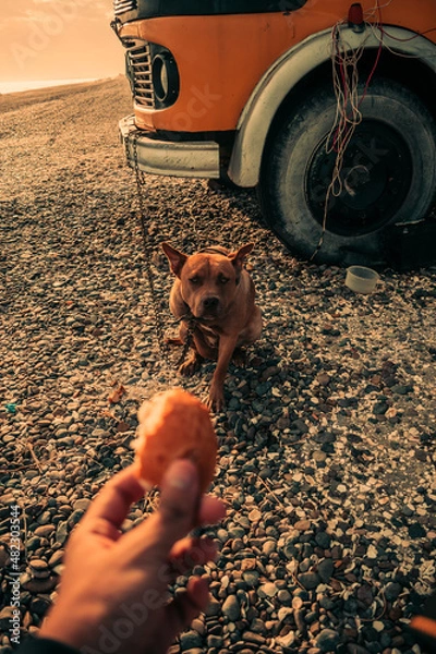 Obraz Perro encadenado 8