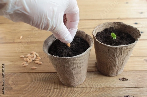 Obraz A gloved hand plants cucumber seeds in a peat pot.	