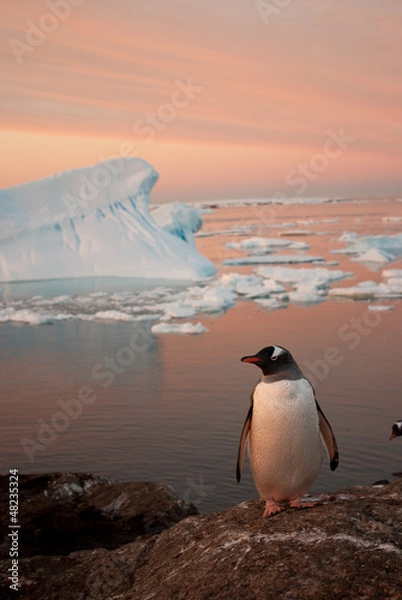 Obraz Gentoo Penguin (Pygoscelis Papua) o zachodzie słońca.