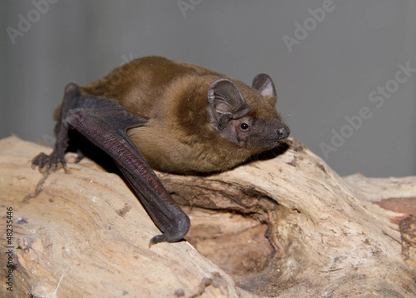 Obraz Noctule redhead sitting on a tree branch.