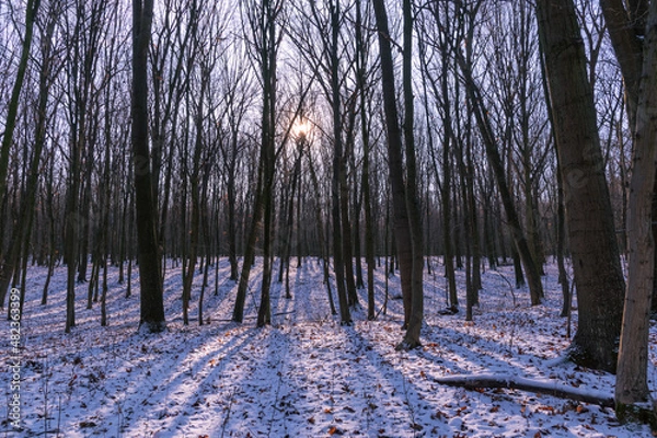 Obraz the sun sets behind the winter forest