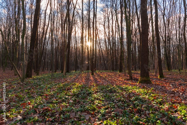 Obraz sunset in the autumn forest