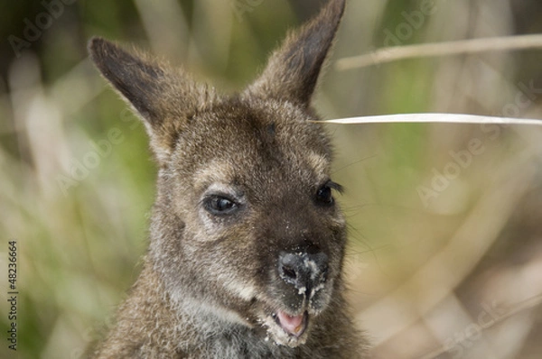 Fototapeta kängaruh