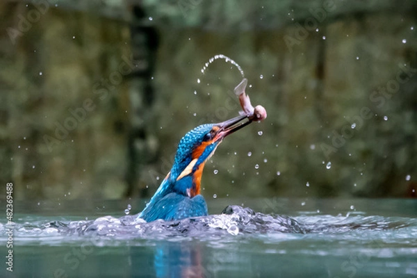 Fototapeta Kingfisher (Alcedo atthis) close up image of diving for fish