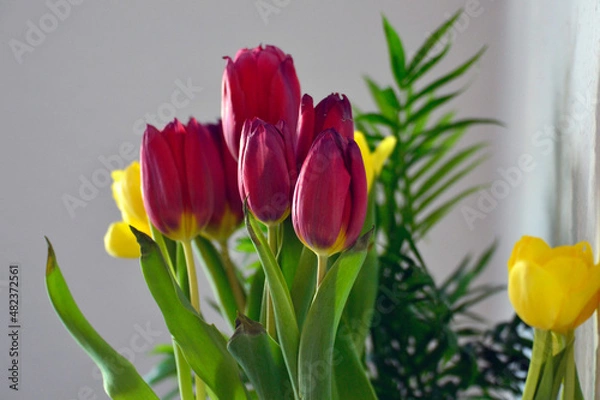 Obraz Tulpen