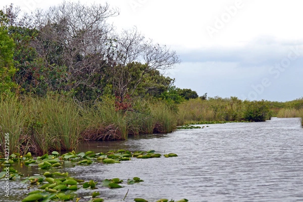 Obraz In den Everglades