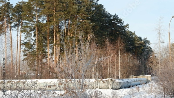Obraz snow covered trees
