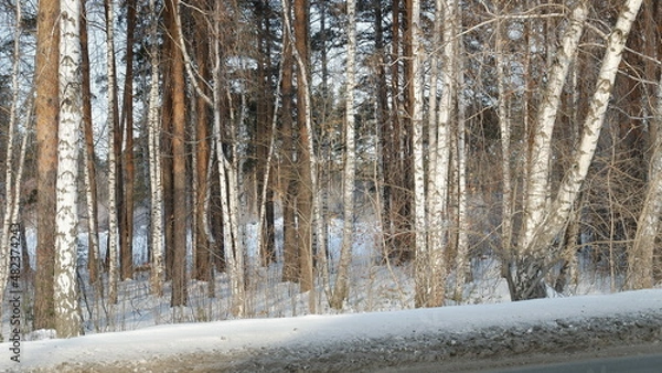 Obraz forest in winter
