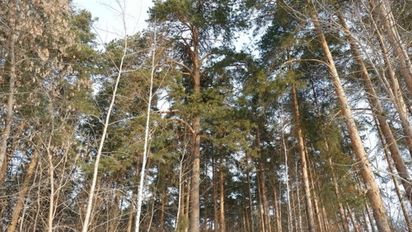 Obraz grass in the wind