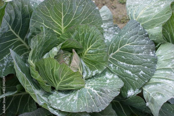 Fototapeta 雪の積もったキャベツ