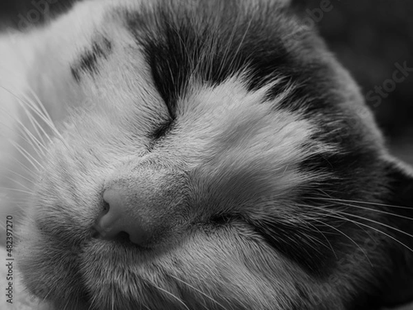 Obraz cat sleep