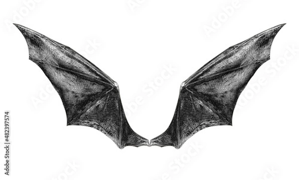 Fototapeta bat wings isolated on white.