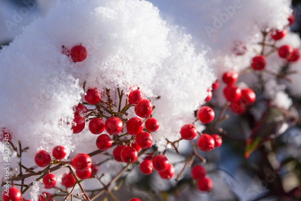 Obraz 雪の積もった南天の実