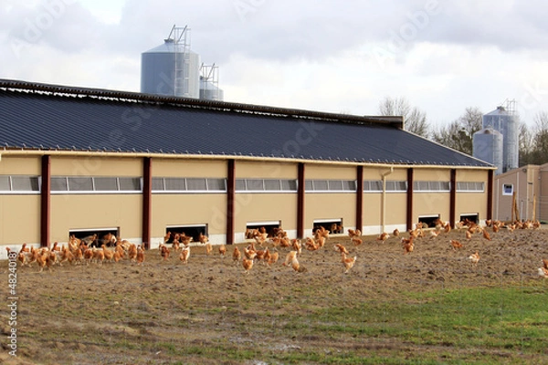 Obraz élevage de poulets