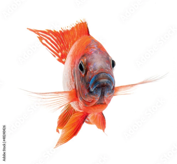 Fototapeta red cichlid fish, ruby red peacock fish