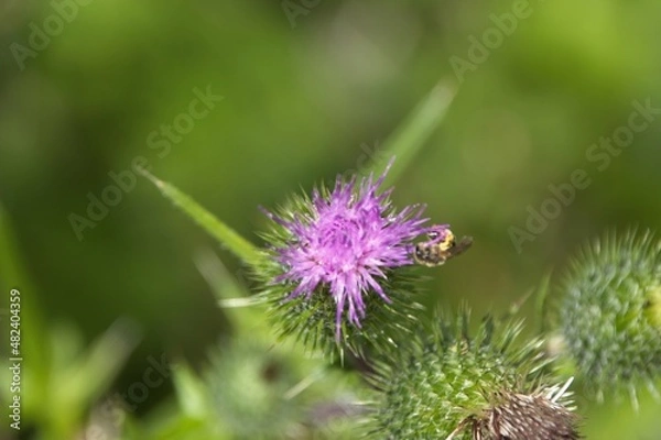 Fototapeta bee on thistle