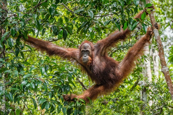 Fototapeta Bornean orangutan on the tree under rain in the wild nature. Central Bornean orangutan ( Pongo pygmaeus wurmbii ) on the tree  in natural habitat. Tropical Rainforest of Borneo. Indonesia