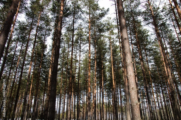 Fototapeta Pine tree forest with cloudy blue sky