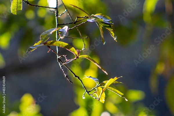 Obraz Ramita querida