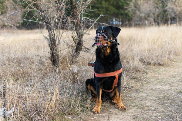 Fototapeta rottweiler with muzzle