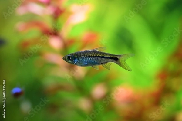 Fototapeta Piękna i stosunkowo rzadko goszcząca w akwariach razbora (rasbora paviana)